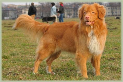 Read this article to learn how long a typical period is and what can affect the duration. Nova Scotia Duck Tolling Retriever