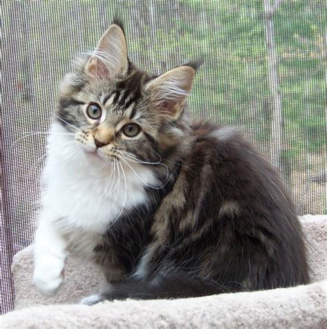 We are a small cattery, located high in the beautiful colorado mountains. Kelimcoons Maine Coon Cats, Breeder of Maine Coon Cats ...
