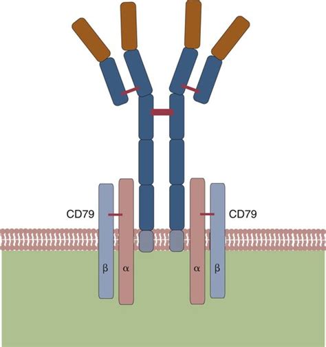 B Cells And Their Response To Antigen Veterian Key