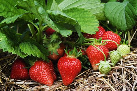 Free Photo Strawberry Plant Green Nature Plant Free Download