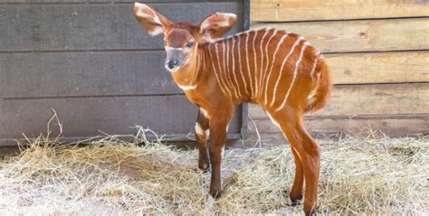 Zoo Celebrates The Birth Of The Newborn Eastern Bongo A Critically