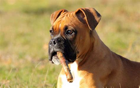 German Boxer Information And Dog Breed Facts Pets Feed