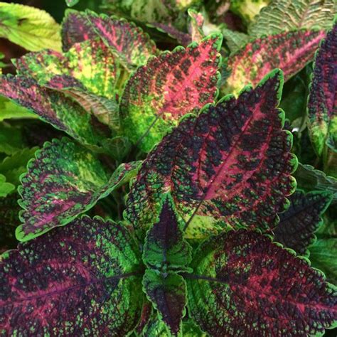 Tapestry Coleus Plant Free Shipping