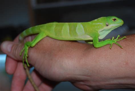 W Midlands Male Banded Fiji Iguana For Sale Deal Reptile Forums