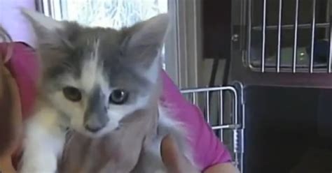 Girls Who Microwaved Kitten Facing Animal Cruelty Charges Video