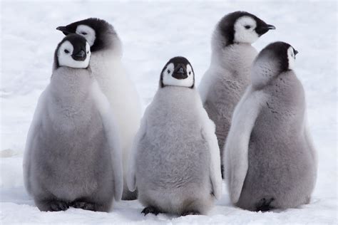 25 Animales De La Antártida Y Sus Características