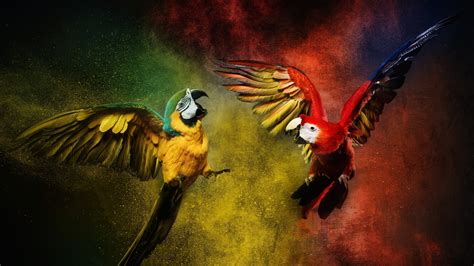 Blue And Yellow Macaw Wallpaper 4k Scarlet Macaw