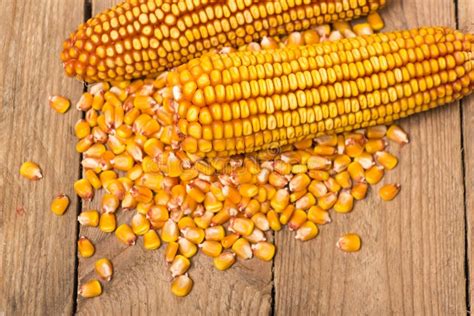 Corn Grains Stock Photo Image Of Organic Biology Grain 59208960