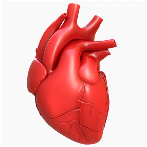3d model of human heart ubicaciondepersonas cdmx gob mx