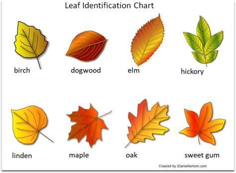 Printable Leaf Identification Chart And Cards Set