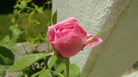 Pink Rosebud Stock Image Image Of Gardner Garden Rosr 95267045