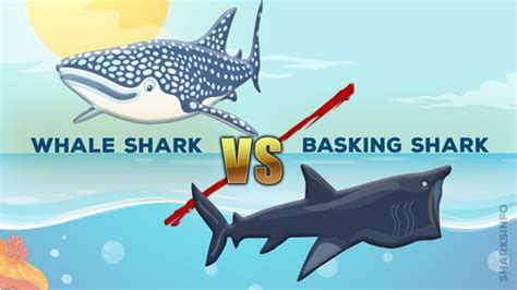 Basking Shark Vs Whale Shark