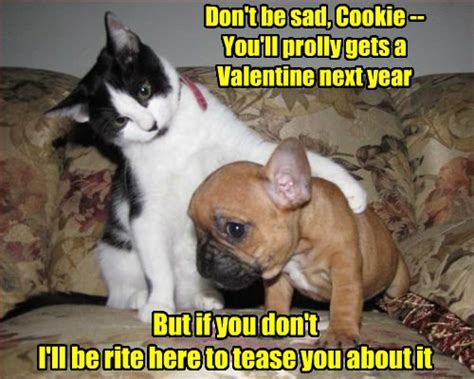 Lolcats Valentine Lol At Funny Cat Memes Funny Cat Pictures With
