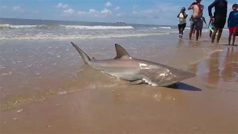 Fishermen Catch 14 Foot Long Hammerhead Shark In Corpus Christi Abc11