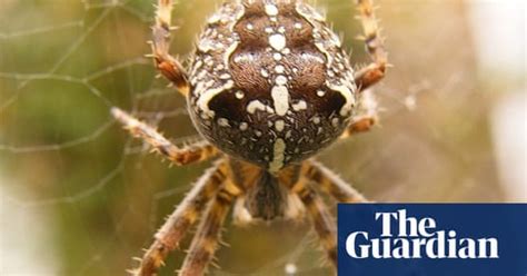 Britains Household Spiders Your Pictures Uk News The Guardian