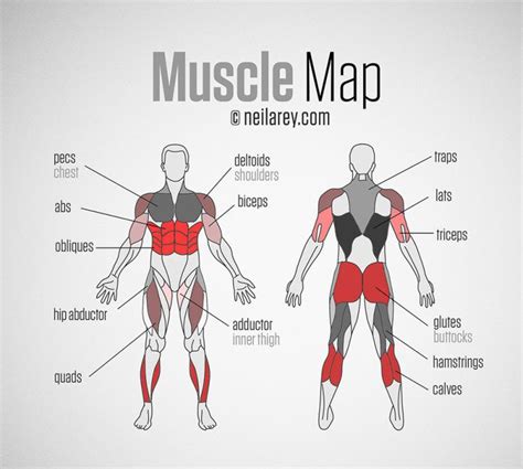 Feel free to browse at our anatomy categories and we hope you can find your inspiration here. These 29 Diagrams Are All You Need To Get In Shape | Major ...