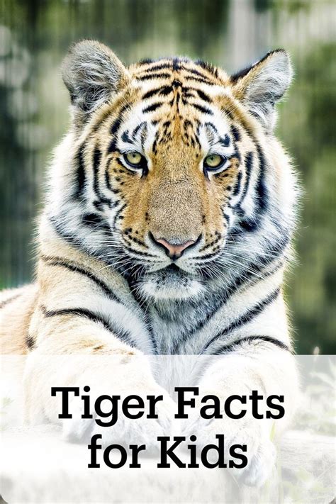 Fun Tiger Facts For Kids Kids Play And Create Tiger Facts Tiger