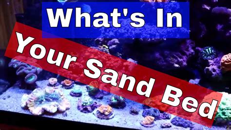 Reef Tank Sandbed Youtube