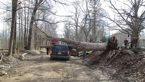 Driver killed by falling tree