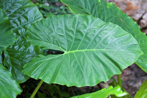 Large Green Leaf Plant Plant Ideas