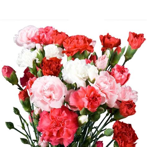 Beautiful Carnations To Ahmedabad Same Day Delivery T Online A