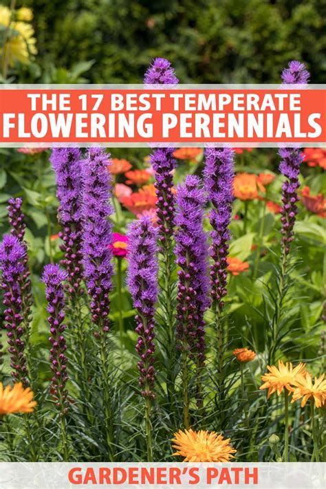 Perennial flowers that bloom all season. 17 Flowering Perennials That Will Grow Anywhere | Gardener ...
