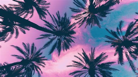 Hd Wallpaper Coconut Plant Palm Trees Sky Clouds Pink Tropical