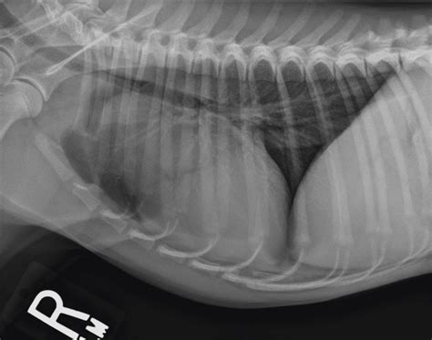 Normal Heart Dog Radiograph
