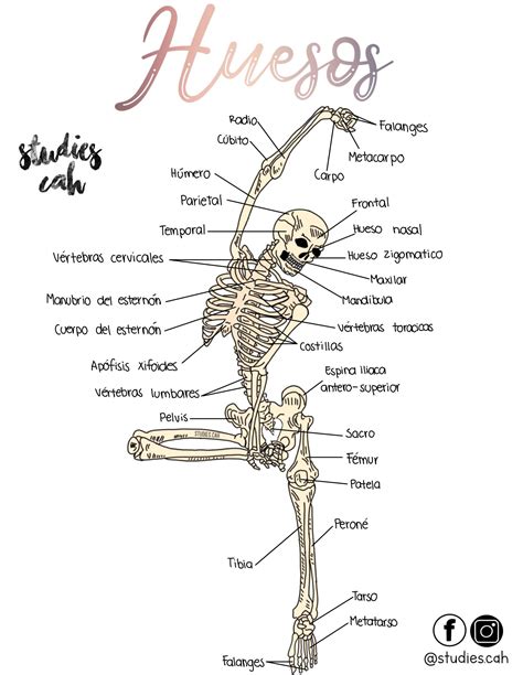 Huesos Del Cuerpo Humano