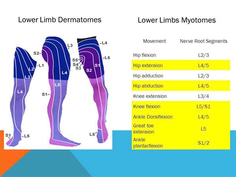 Image Result For Lower Extremity Dermatomes And Myotomes Lower Limb