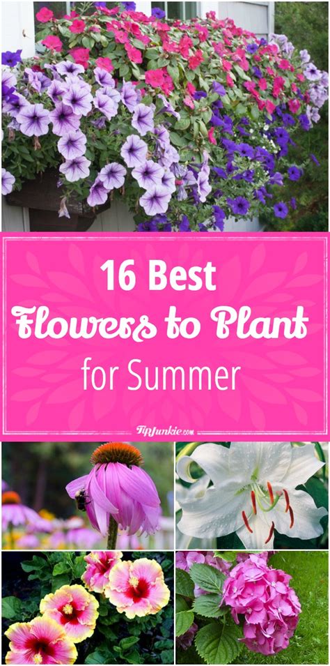 We did not find results for: 16 Best Flowers to Plant for Summer - Tip Junkie