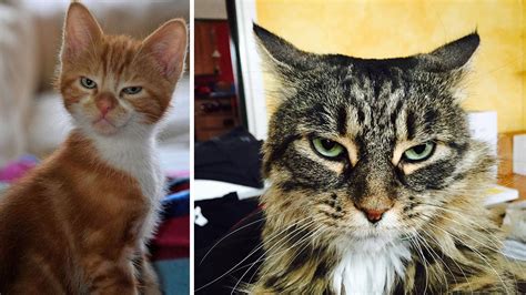 Mean Cat Face Viral Cats Blog