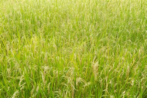 Rice Plants In Paddy Field Stock Photo Image Of Organic 100033936