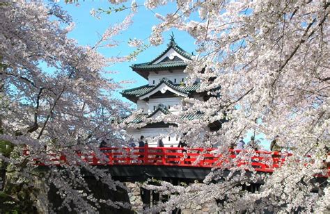 Sakura Japan Places To See In Sakura Best Time To Visit Reviews
