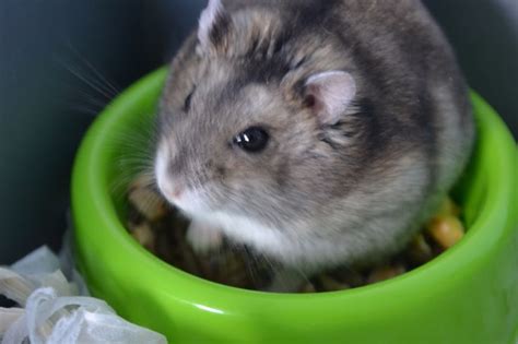 Lexi's russian winter white dwarf hamster enjoying her new flying saucer. russian dwarf hamster | Dwarf hamster, Cute hamsters, Hamster