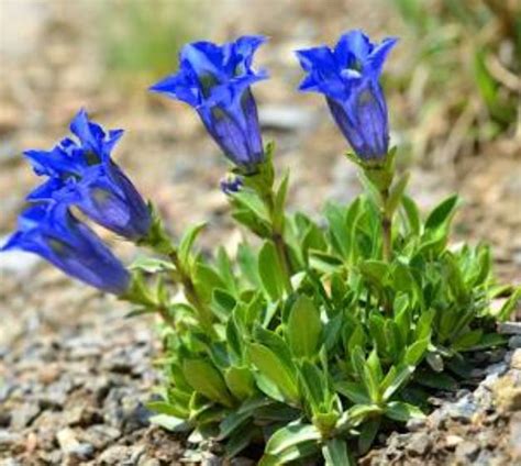 Gentian Violet An Old Remedy With Many Applications