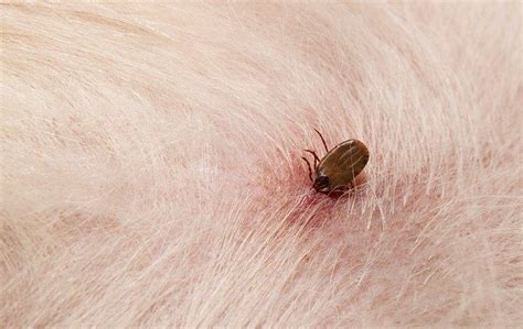 Tick Identification Pestmaster Services