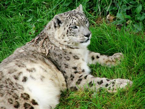 Free Photo Snow Leopard Animal Cat Leopard Free Download Jooinn