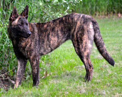 Acceptable coat colors for belgian malinois. 17 Best images about Dutch Shepherd on Pinterest | The ...
