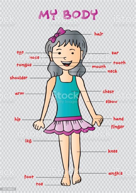 English vocabulary in use (elementary). My Body Educational Info Graphic Chart For Kids Showing Parts Of Human Body Of A Cute Cartoon ...