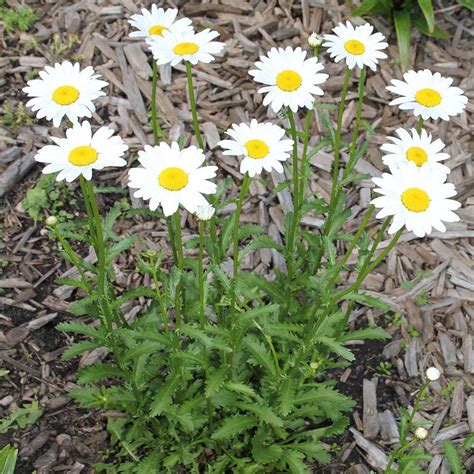 Maybe you would like to learn more about one of these? Invasive Garden Plants: Is That a Weed?