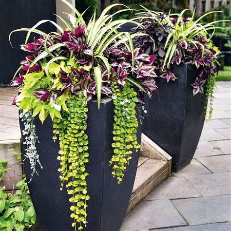 Spider Plants Wandering Jew Creeping Jenny Sweet Potato Vine In