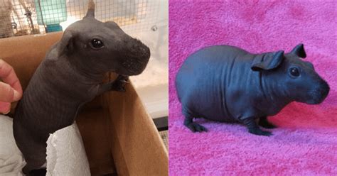 These ‘skinny Hairless Guinea Pigs Look Like Tiny Hippos Happiness Life