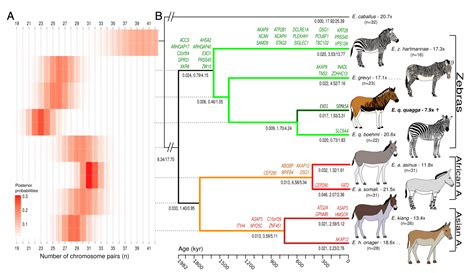Extinct And Extant Equus Genomes Reveal Speciation With Gene Flow