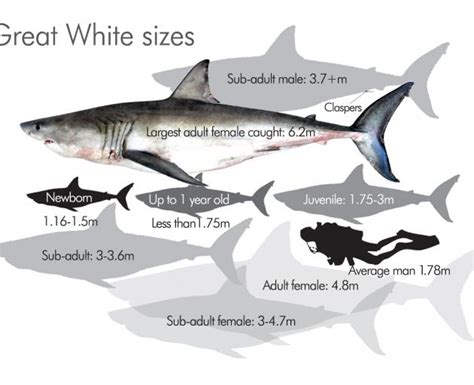 Great White Shark Size Chart