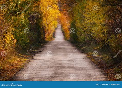 Narrow Road In A Forest Covered In Yellowing Plants On A Sunny Day In