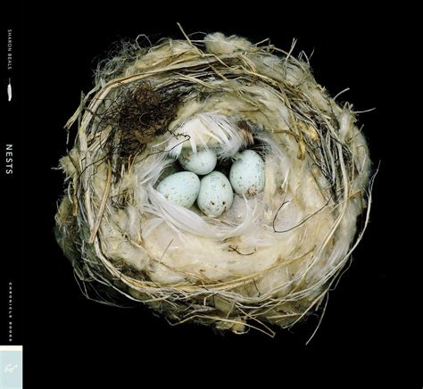 Book — Sharon Beals Nester California Academy Of Sciences Egg Nest