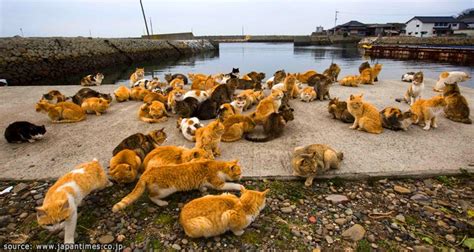 เกาะแมว เอโอชิม่า Aoshima Cat Island เว็บคนชอบเที่ยว