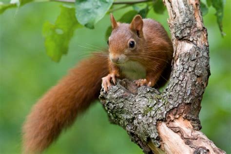 Eurasian Red Squirrel Boreal Forest
