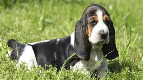 Basset Hound Pet Reader